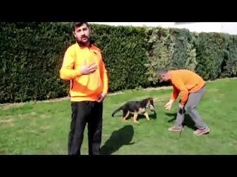 Video: Oyun Puppies İçin Neden Önemli?