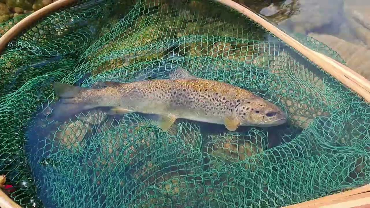 Release truites saison 2025