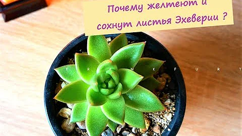 Сохнут и Желтеют листья Эхеверии. Причины и как помочь растению