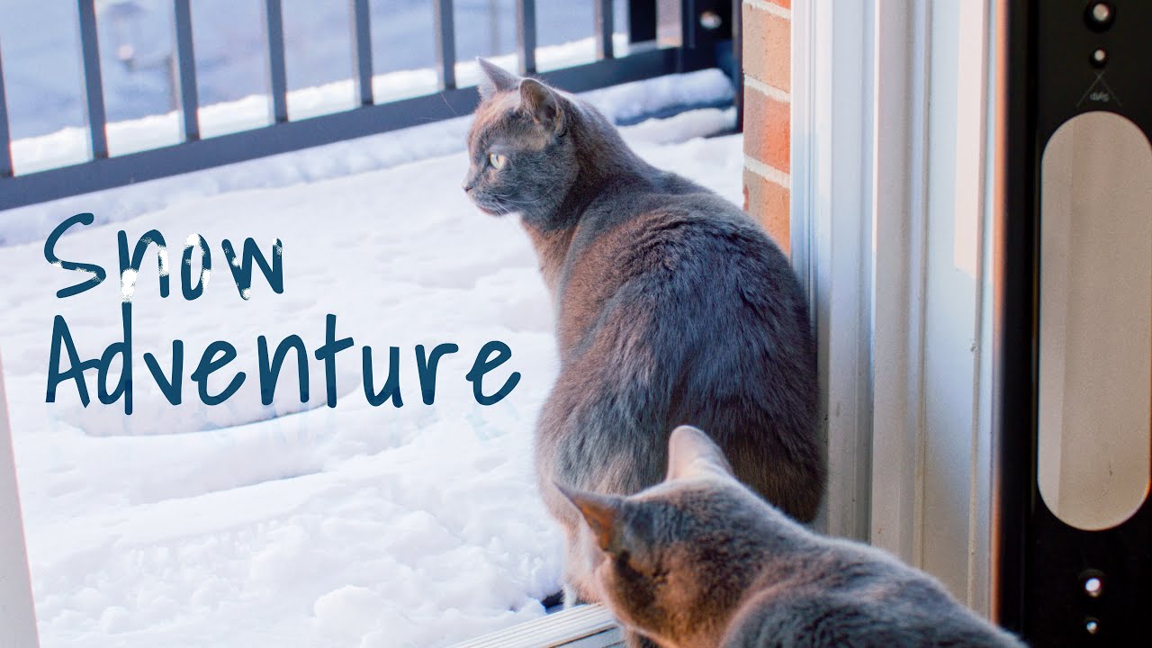 I thought my cats love snow...