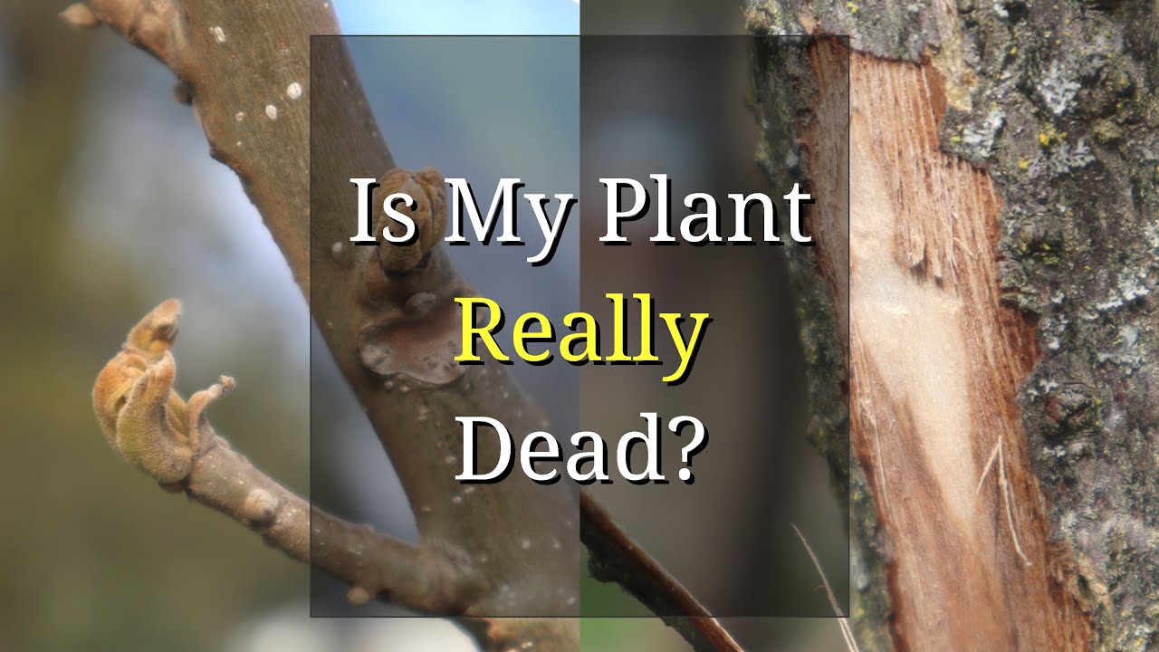 Is My Plant Dead (or Just Dormant) after Winter? YouTube