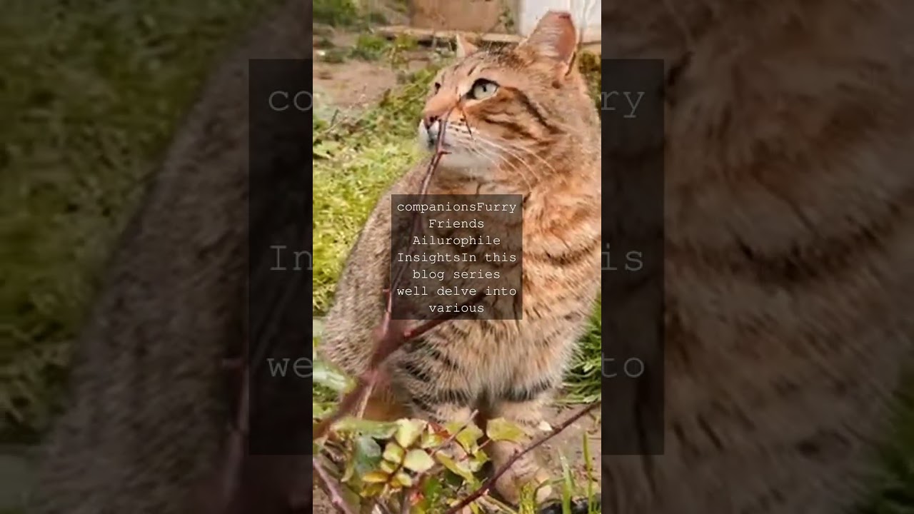 Whisker Wonders Ailurophiles UniteWelcome fellow feline fanatics As an ailurophile a...