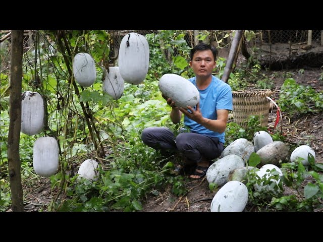 Giant squash. Harvesting agricultural products, cooking.      Robert | Green forest life class=