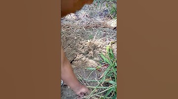 Alat Cerdas Super Tajam Untuk Memotong Jahe #shorts