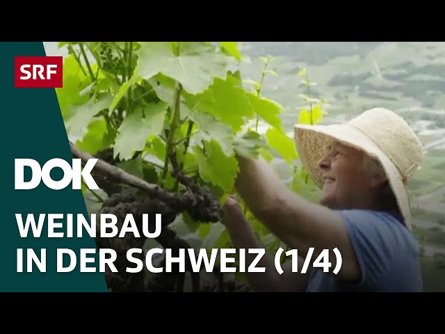 Ein Jahr in den Rebbergen – Winter (1/4) | Weinbau in der Schweiz | Doku | SRF DOK