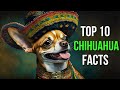 Top 10 chihuahua facts you wont believe 6 is heartwarming