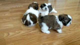 Shih Tzu Puppies 5 1/2 weeks(2)  May 15, 2009