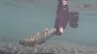 Fly fishing on the Slate River - Crested Butte Colorado