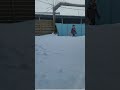 새해 시작을 하얀 눈과 강아지들과 함께 시작한다~  포라이프 사업으로 얻은 시간의 자유~