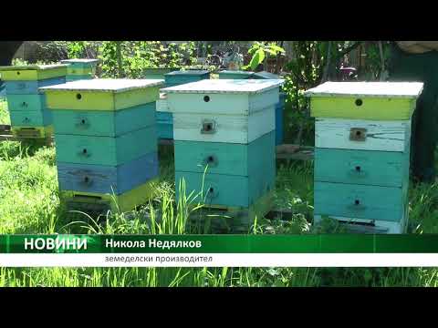 Видео: Пестицидите, причиняващи вреда на пчелите, също удрят населението на птиците
