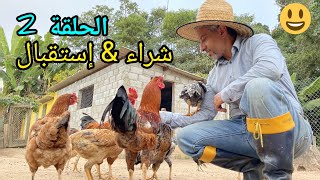 تربية الدجاج  كيف تصبح محترف في تربية الدجاج البلدي(( شراء & إستقبال )) الحلقة ٢