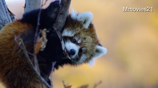 落ち着いて下りられるようになった赤ちゃんレッサーパンダ~Red Panda Baby