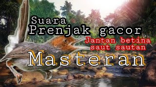 Suara burung Prenjak gacor saut-sautan untuk masteran Murai batu,Cucak ijo,Kacer,pikatan