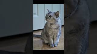 American Shorthair Cat Breed 3