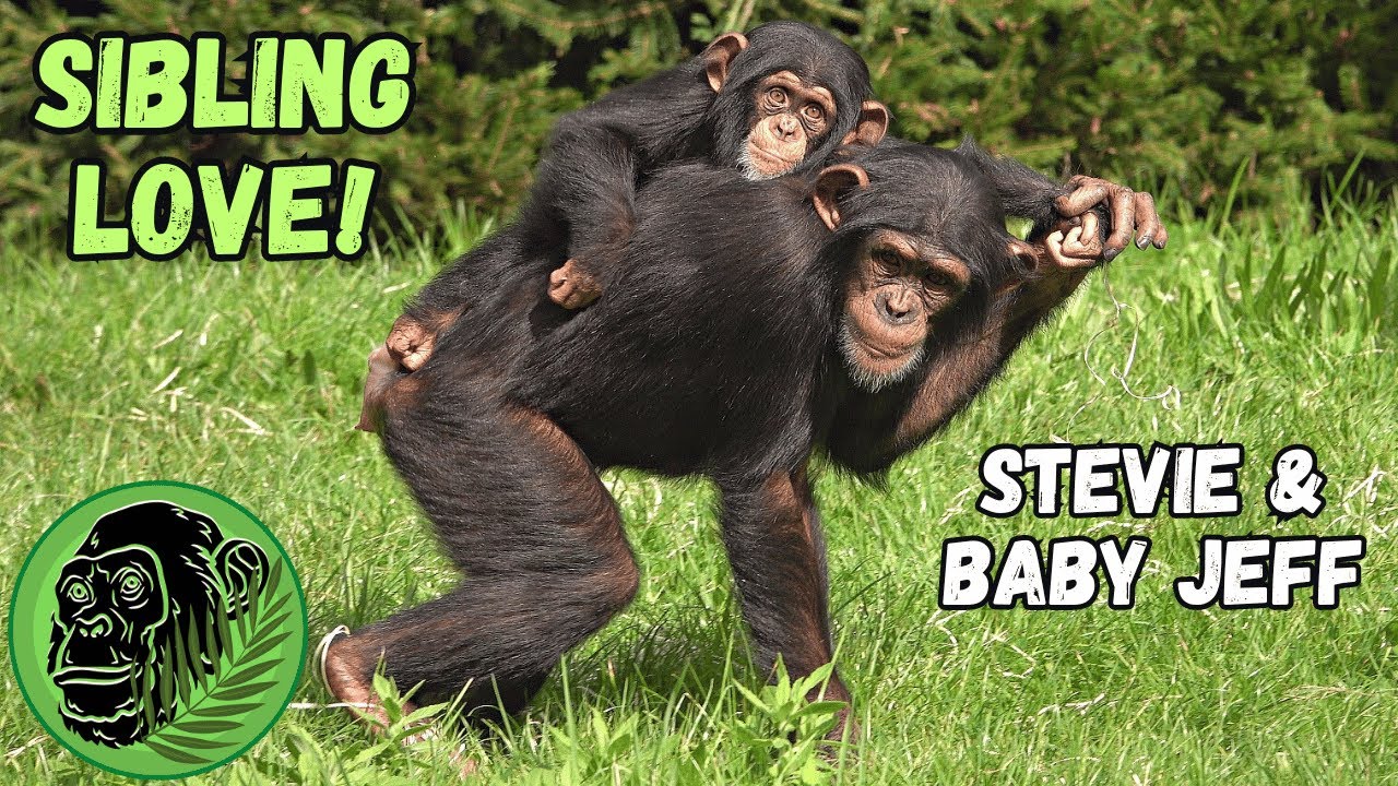 Stevie Takes Baby Chimp Jeff On An Adventure