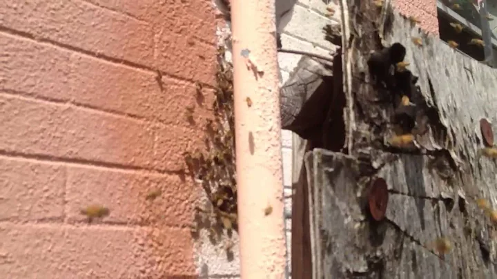 Live Killer Bee Attack! Africanized bees attack!