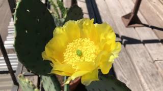 MY CACTUS BLOOMED! by SitDownPerspective 252 views 6 years ago 4 minutes, 11 seconds