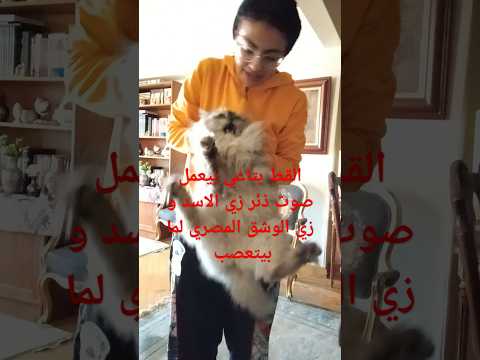 القط بتاعي بيعمل صوت ذئر زي الأسد و زي الوشق المصري لما بيتعصب
