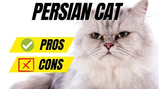 What You Must Know BEFORE Owning a Persian Cat 101