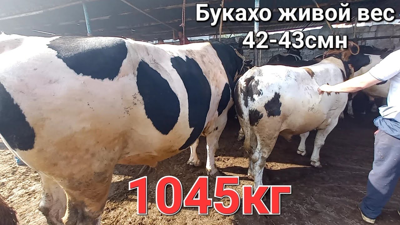 Машин бозор худжанд