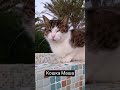 Кошка Маша милая мордашка #cat #cute #kitten #животные #котики