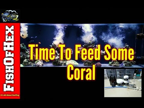 How To Feed Reef Roids For Maximum Results