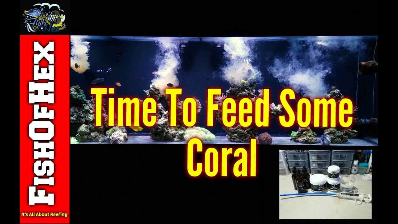 How To Feed Reef Roids For Maximum Results YouTube