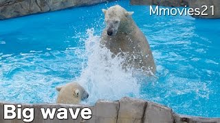 Polar Bear Big Wave 全身で大波を起こすホッキョクグマ　ララ