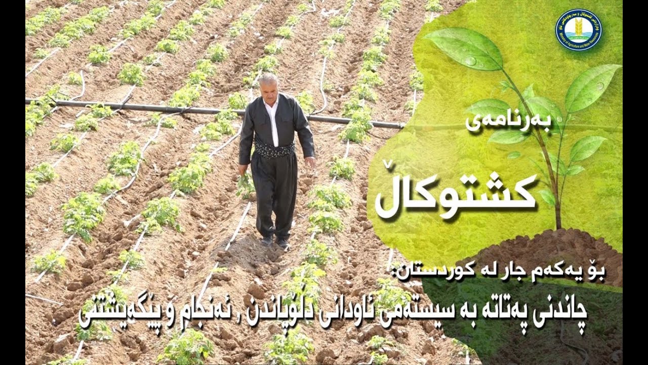 بۆ یەکەم جار له کوردستان چاندنی پەتاتە بە سیستەمی ئاودانی دلۆپاندن ، دەرئەنجام و پێگەیشتنی