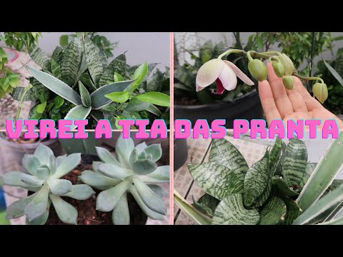 MOSTRANDO MINHAS PLANTAS + RECEITA DE PERNIL ASSADO