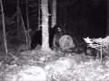Black Bear trail cam video with sound