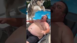 Dog Pool Challenge#cuteanimals  #funnydogs #chihuahua #corgi #malamute