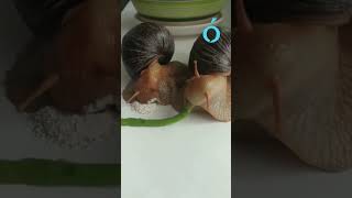 🐌¿Habías visto caracoles comer tan de cerca? #laopinionaustral #parati #asmr #fyp