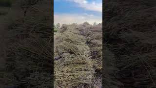 #ekmotahathighumechala #song video Ratiram #bhojpuri $