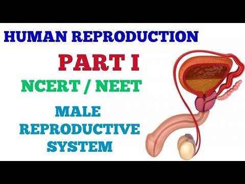 Male Reproductive System (HUMAN REPRODUCTION PART I ) - YouTube