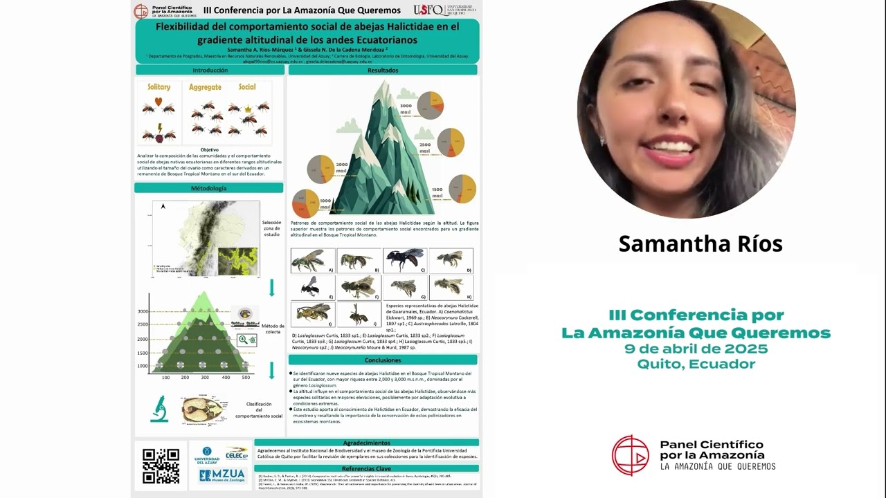 Flexibilidad del comportamiento social de abejas Halictidae en el gradiente altitudinal de los Andes