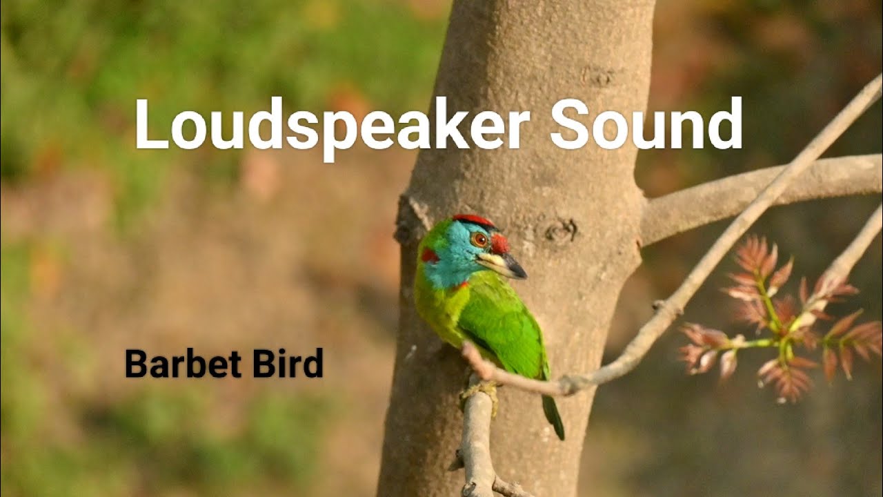 Clear Sound of Blue-throated Barbet Bird | 