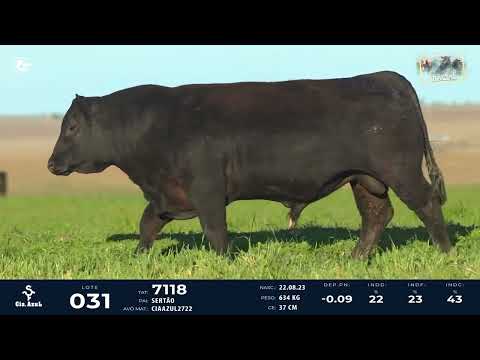 LOTE 31   TAT 7118 M Angus