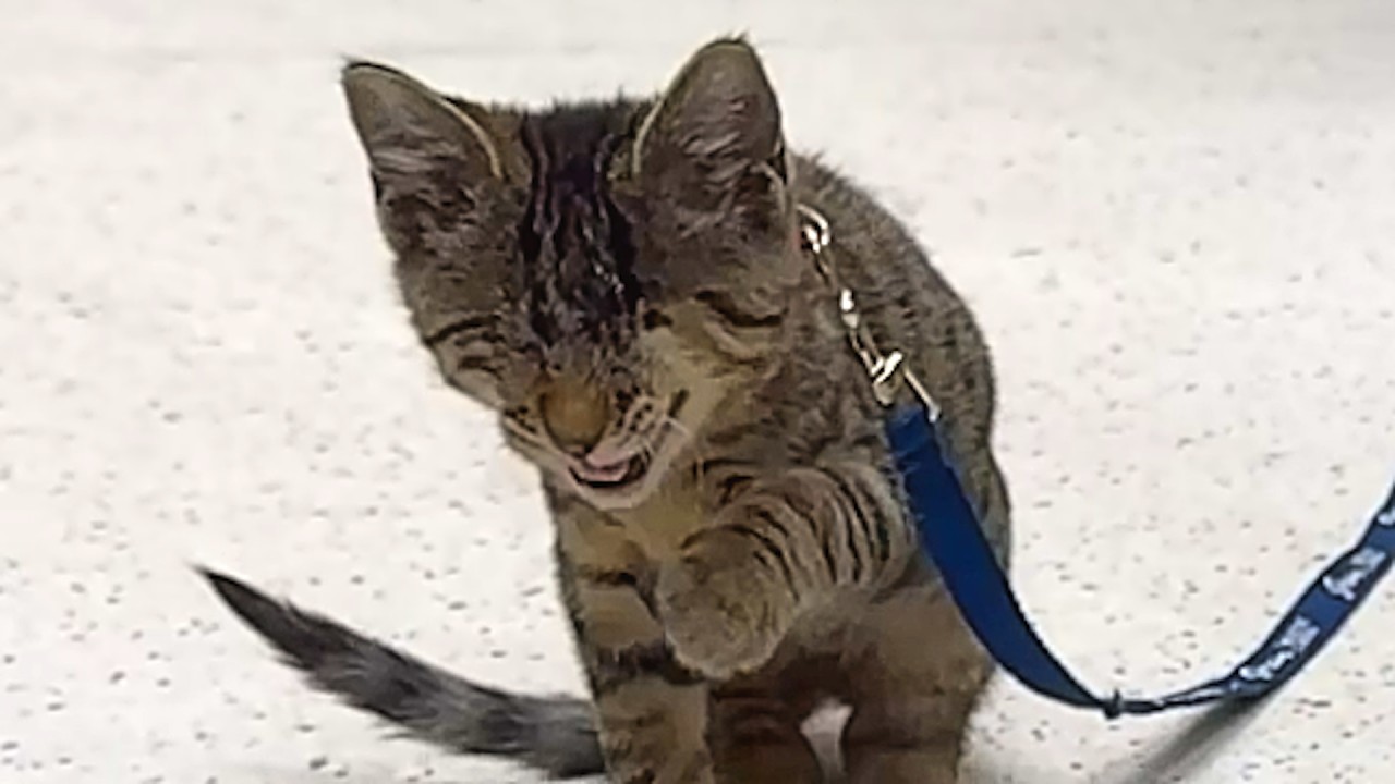 Blind cat follows woman like duckling