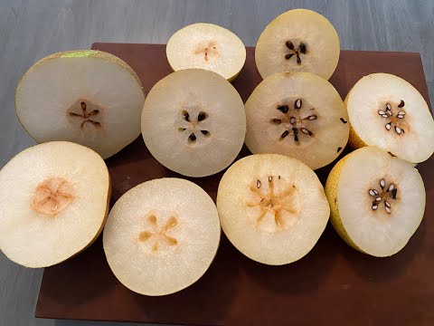 Video: Maklumat Pokok Pear Shinseiki: Cara Menanam Pokok Pear Asia Shinseiki Di Rumah