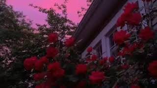 Quiero conocer tu mundo - Fármacos/Letra