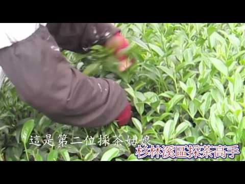 茶葉採收