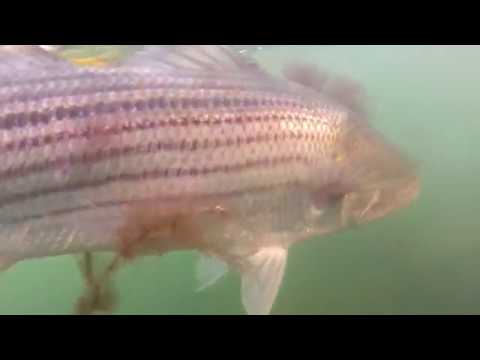 on the waterfront jacket Kayaking The Elizabeth Islands for Striped Bass (Full Episode)