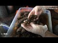 加拿大B.C省红刺参泡发过程 —【Maybel话你知】B.C dried sea cucumber soaking method