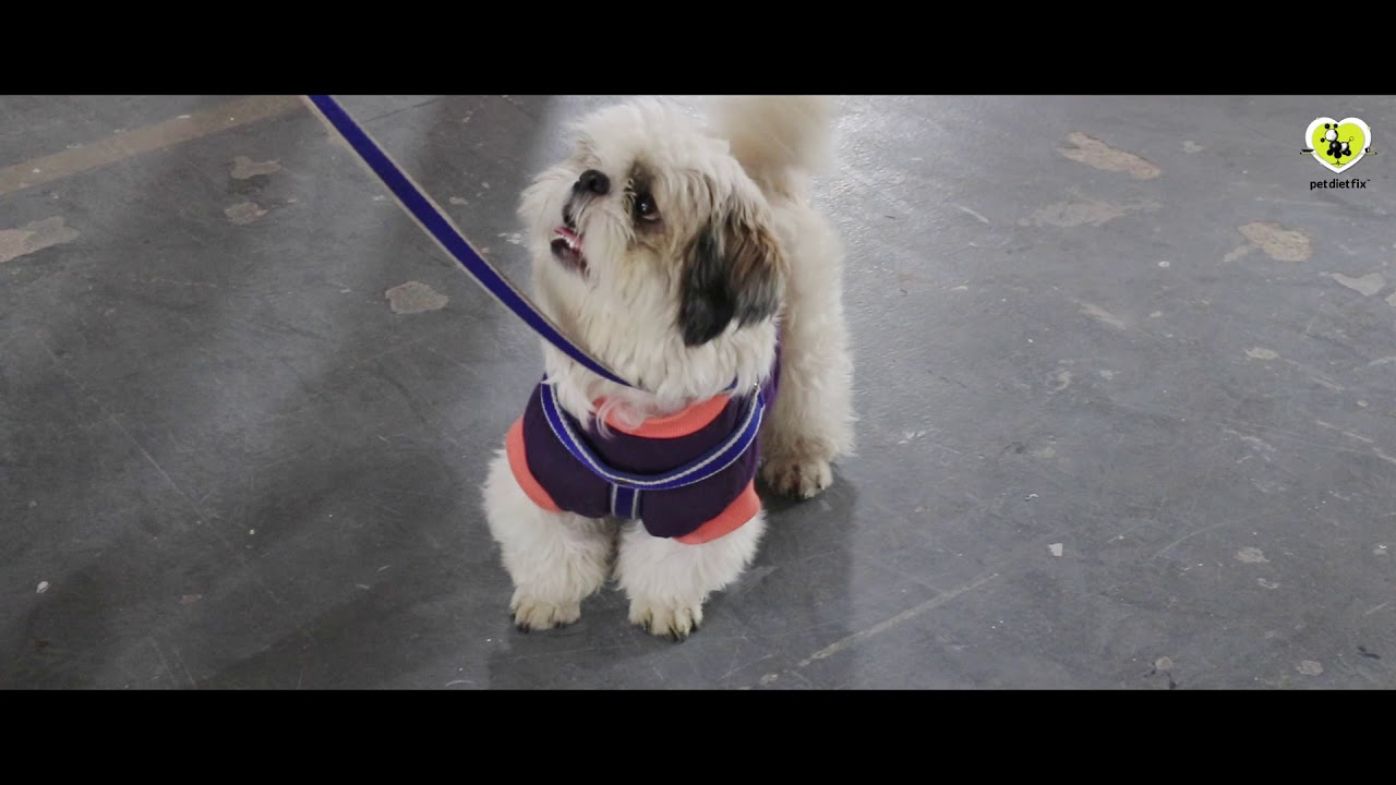 PETEX INDIA 2018 | PET DIET FIX