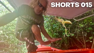 WASP NEST TERROR in packed tourist boat! #Shorts