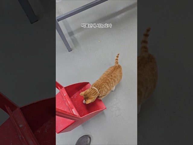 쓰레받기 속 고양이