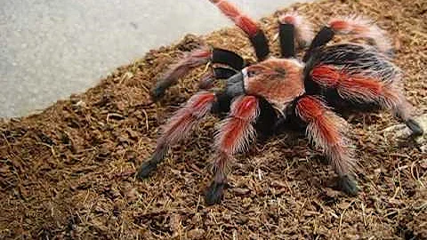 Tarantula Feeding #1