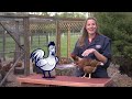 Defend the Flock &ndash; Healthy Harry: Live Bird Market