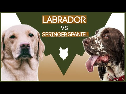 Video: Labrador Vs. Springer Spaniel